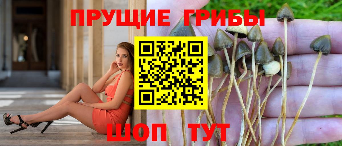 Михайловка  купить наркоту  Вход с VPN  Галлюциногенные грибы GOLDEN TEACHER 